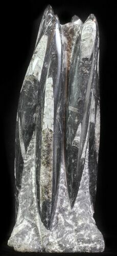 Tall Tower Of Polished Orthoceras (Cephalopod) Fossils #61317